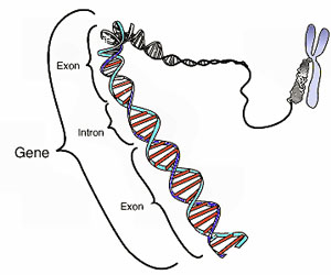 Study Points To Possibility Of >> New Gene Study Of Adhd Points To Defects In Brain Signaling Study Points To Possibility Of >> New Gene Study Of Adhd Points To Defects In Brain Signaling