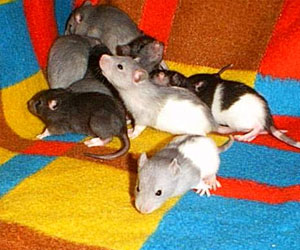 Young rats photo by Waldemar Zboralski
