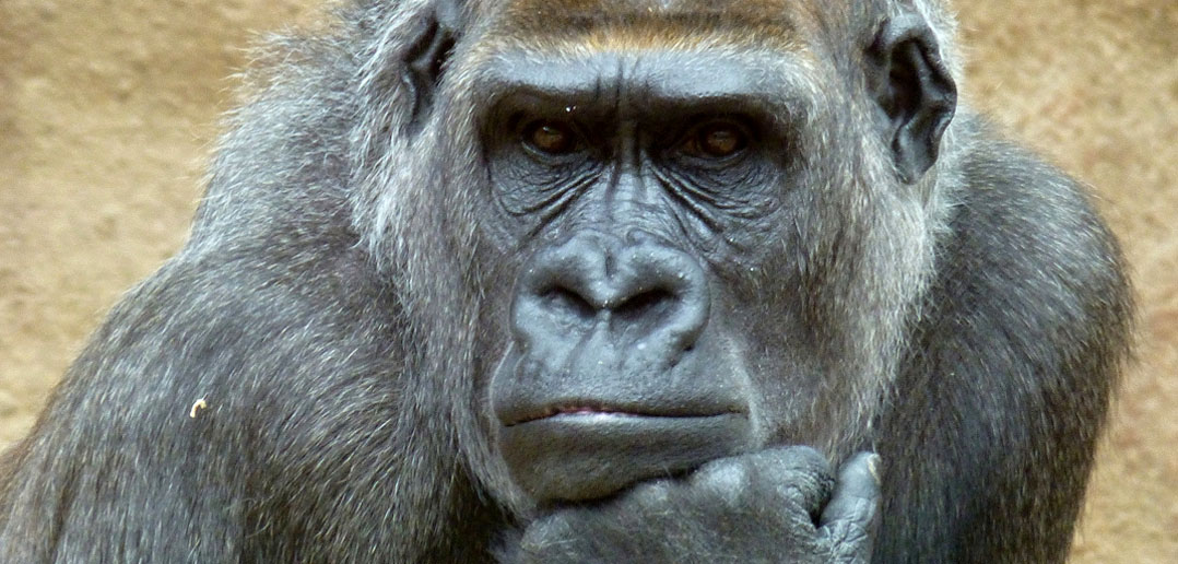 koko the gorilla koko the gorilla