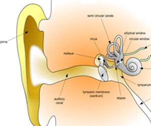 Ear anatomy by Dan Pickard