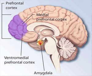 Prefrontal cortex by National Institute of Mental Health