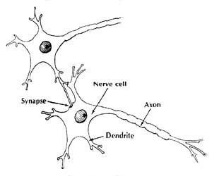 Neuron synapse by Olga Lednichenko