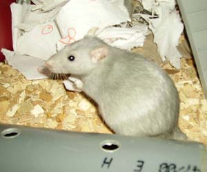 Pregnant rat, building a nest photo by Tinneke