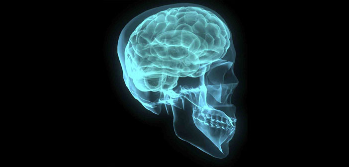 Using neuroimaging genomics to investigate the evolution of human brain  structure