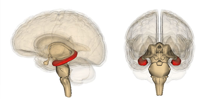 A glimpse into the 3D brain: How memories form A glimpse into the 3D brain: How memories form
