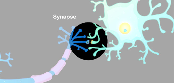 Research Identifies Complex Of Neurons >> Depressed Researchers Identify New Anti Depressant Mechanisms Research Identifies Complex Of Neurons >> Depressed Researchers Identify New Anti Depressant Mechanisms