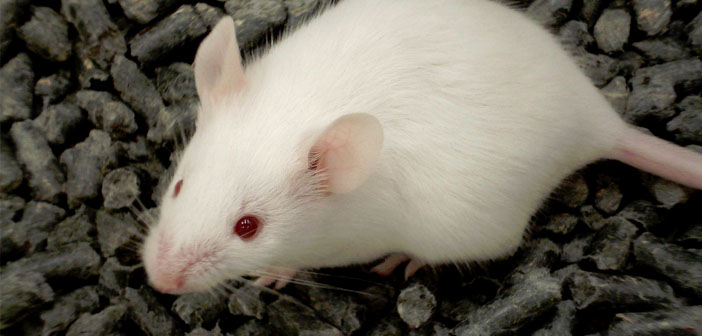 Infusion of young blood recharges brains of old mice, Stanford study finds