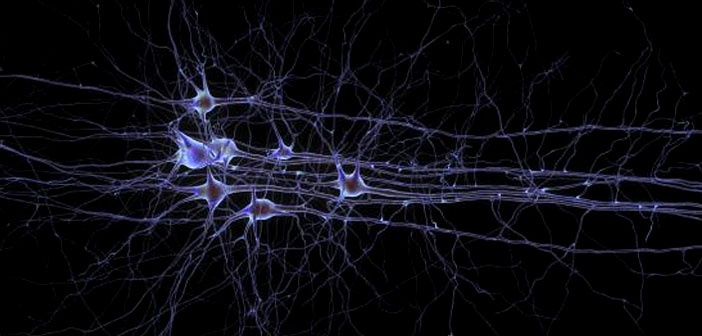 Cognition And Behavior White Matter >> Longitudinal Study Explores White Matter Damage Cognition After Cognition And Behavior White Matter >> Longitudinal Study Explores White Matter Damage Cognition After