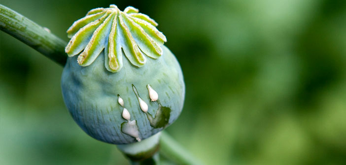from opium to magic mushrooms prehistoric people used many mind