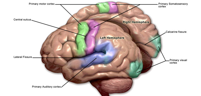 Study captures how brain systems cooperate to capture sounds and