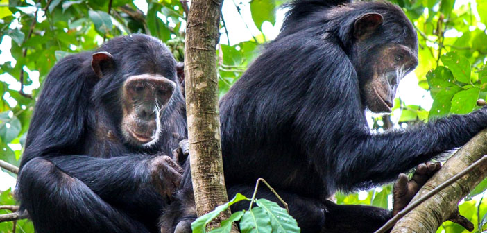 female chimpanzee female chimpanzee