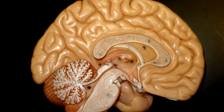 Photo credit: biologycorner/Flickr
