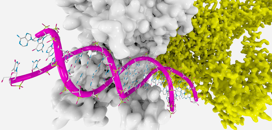 Mouse Model Yields Possible Treatment >> Mouse Model Yields Possible Treatment For Autism Like Symptoms In Mouse Model Yields Possible Treatment >> Mouse Model Yields Possible Treatment For Autism Like Symptoms In
