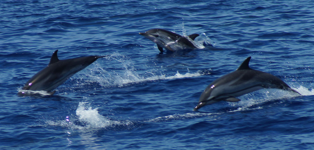 Echolocation Bats do it, dolphins do it now humans can do it, too