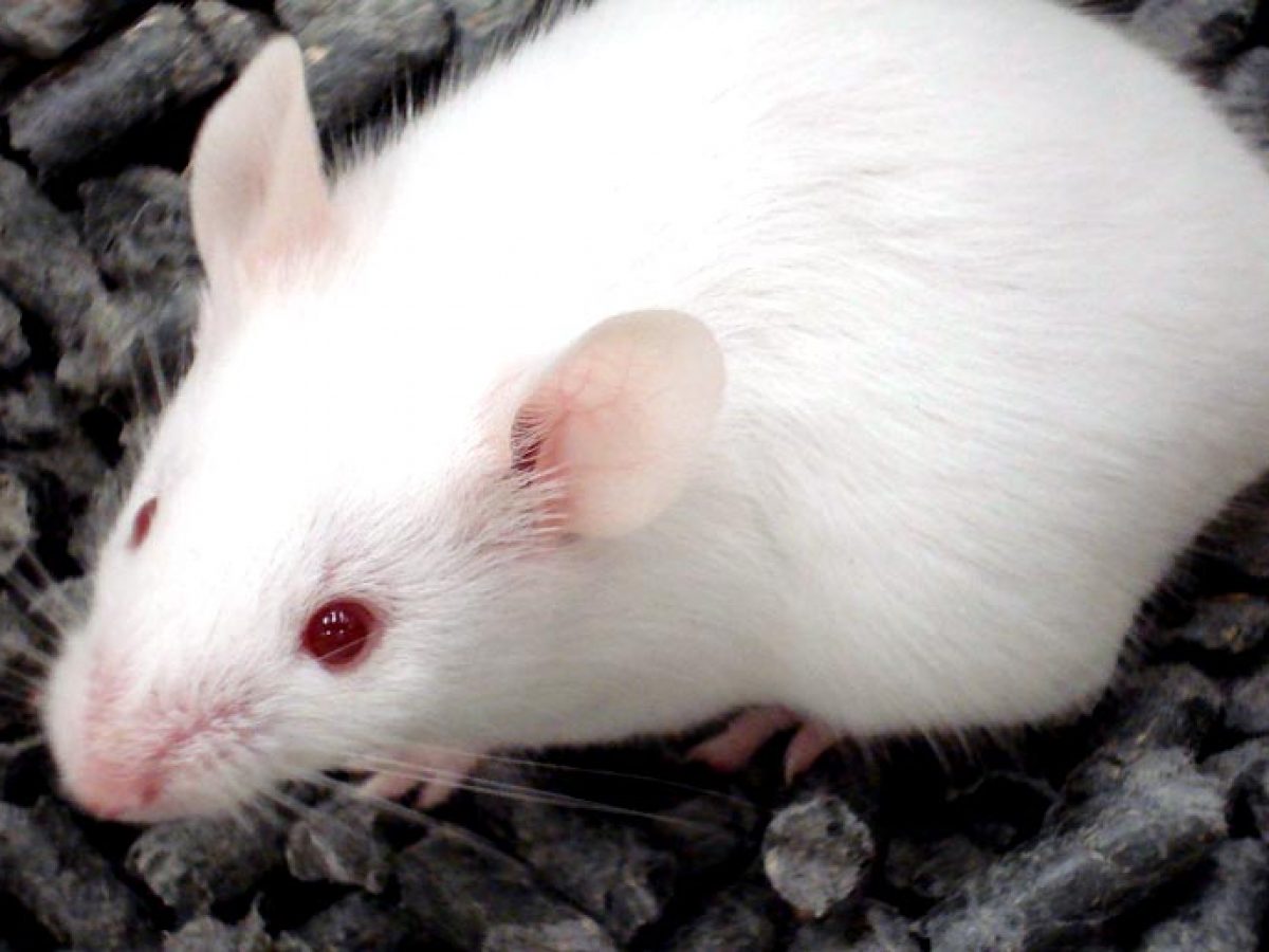 Oxytocin Has Different Effects On Stress In Male And Female Mice