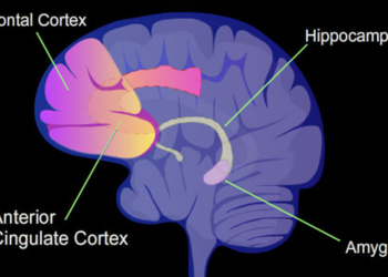 Neuroscientists pinpoint part of the brain that deciphers memory from new experience