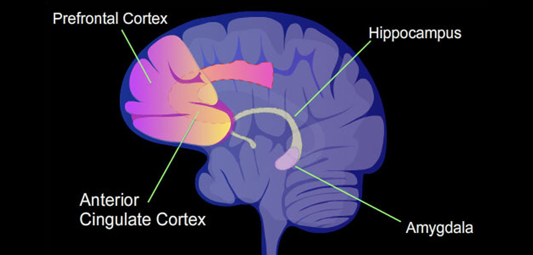 Highly ruminative individuals with depression exhibit abnormalities in the neural processing of gastric interoception - PsyPost