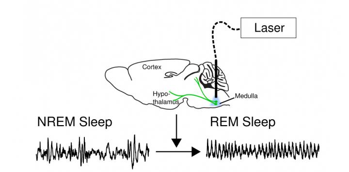 When a laser triggers an optogenetic switch in neurons in the medulla of a sleeping mouse, the animal goes from non-REM sleep (NREM) into REM or dream sleep. The axons of these neurons (green) reach into distant parts of the primitive brain, such as the hypothalamus, broadly affecting brain function.