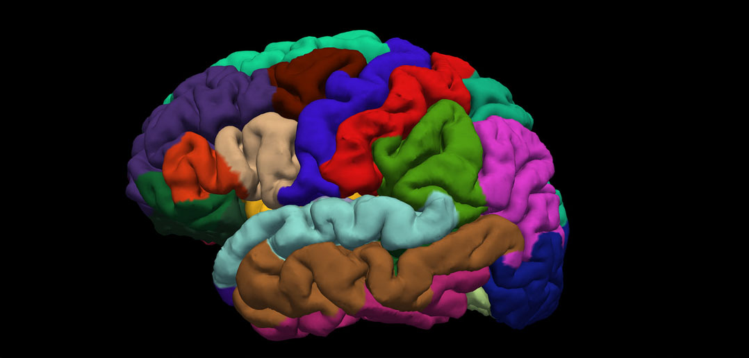 Brain Tissue Reveals More Genetic Clues >> Changes In Teenage Brain Structure Provide Clues To Onset Of Mental Brain Tissue Reveals More Genetic Clues >> Changes In Teenage Brain Structure Provide Clues To Onset Of Mental