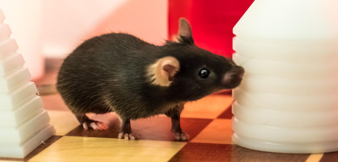 Sleep deprivation handicaps the brain's ability to form new memories