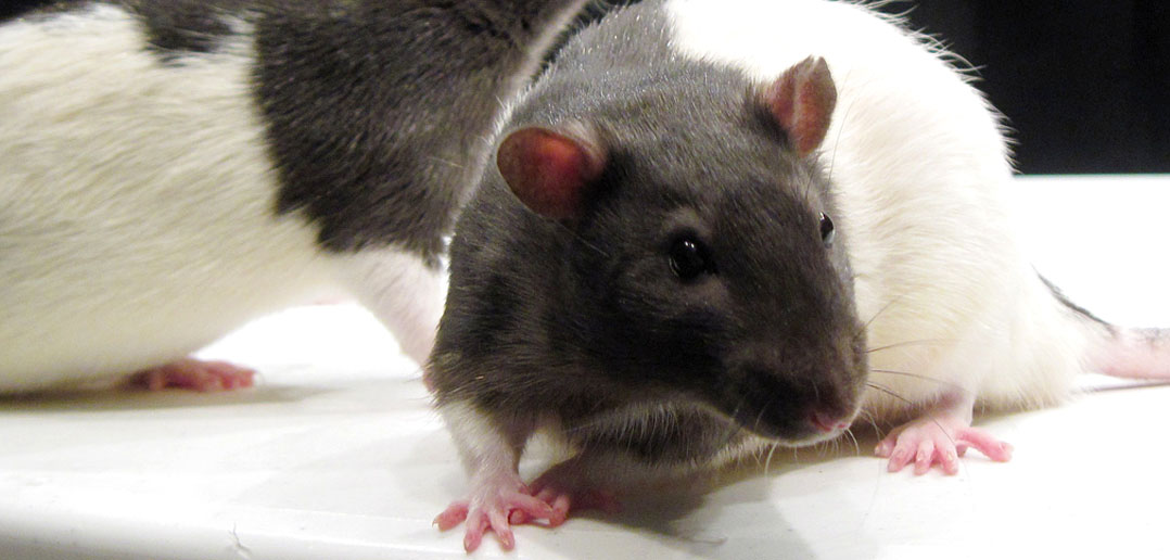 Flashing lights and music turn rats into problem gamblers