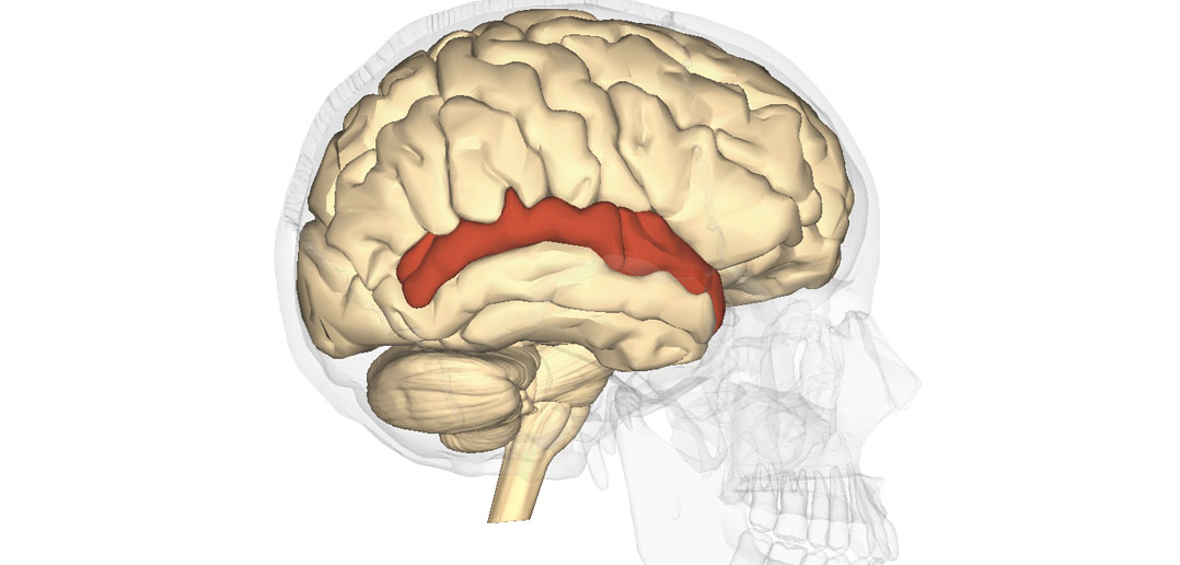 Stg Brain Brain scans during communication game pinpoint site for 'meeting of minds'