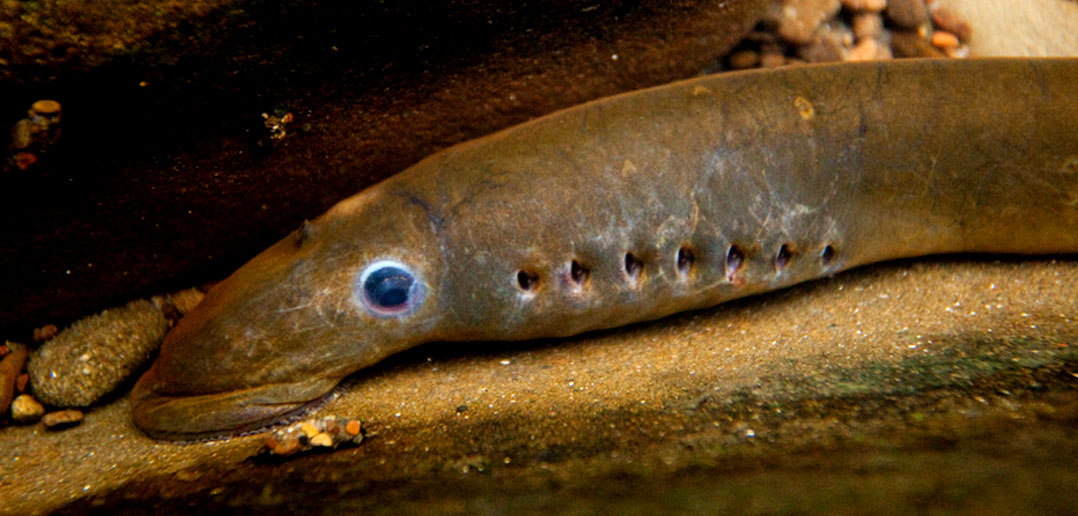 First Vertebrates Jawless Fish