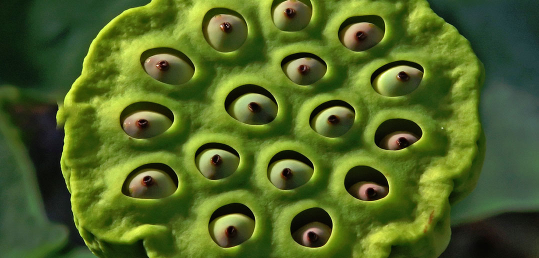 Trypophobia The Fear Of Holes Driven By The Internet And Mathematics
