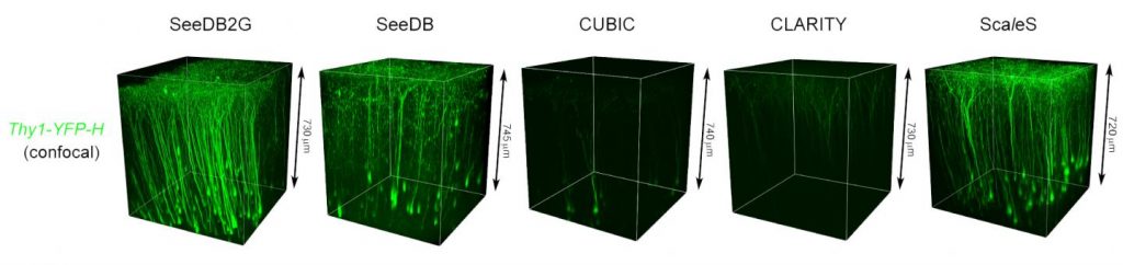 Confocal imaging of Thy1-YFP-H mouse (P72-84) cerebral cortex using different optical clearing methods. Images were taken from the surface of a hemi-brain samples under the same imaging conditions using a 20× air objective lens. Grids in transmission images are 2.6 × 3.2 mm.