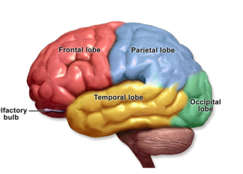 Research reveals brain region crucial for using boundaries to navigate