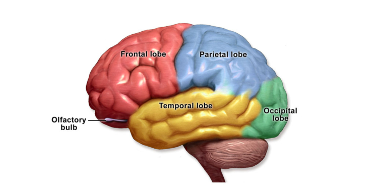 Evaluating animal threats and human intentions uses common brain network Evaluating animal threats and human intentions uses common brain network