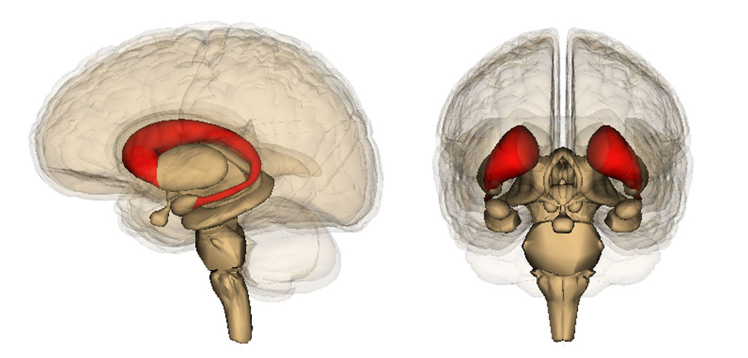 Brain imaging study suggests risk-taking behaviors can be contagious