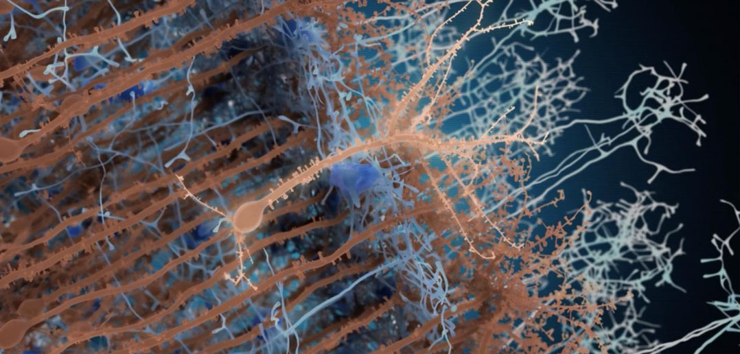 Photo credit: Institut Pasteur/PM Lledo