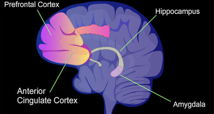 Illustration of brain regions studied in mental illness: ACC, amygdala, hippocampus, prefrontal cortex. (Photo credit: NIH)