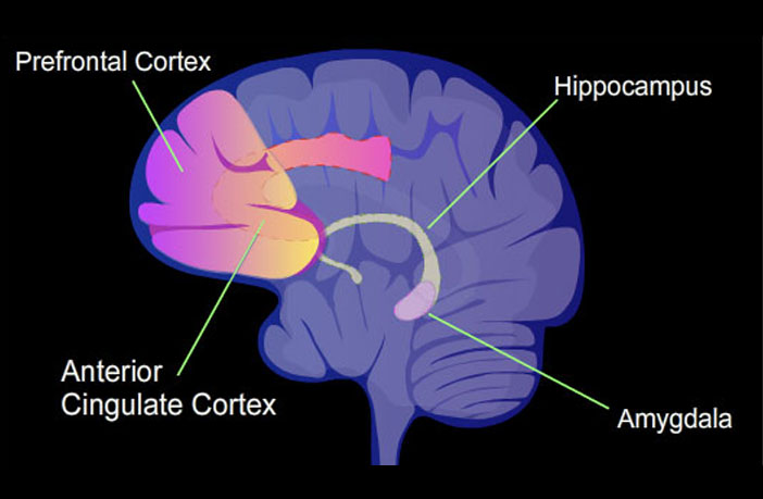 Odlišné vzory mozgovej konektivity zistené u dospievajúcich s dvoma typmi rigidných emocionálnych symptómov
