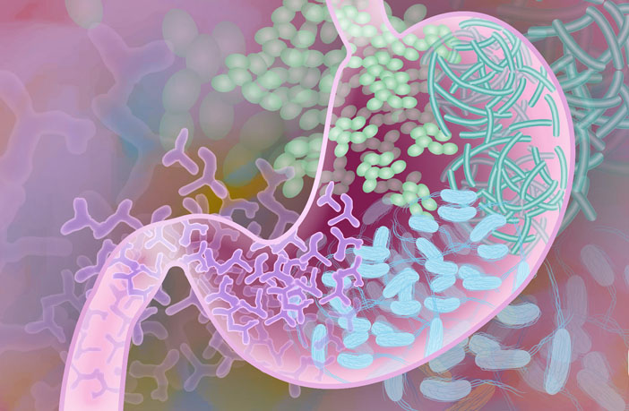 Illustration of bacterial strains in the human stomach (Credit: Darryl Leja/NIH)