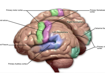Motor and sensory regions of the cerebral cortex (Photo credit: Blausen.com staff)
