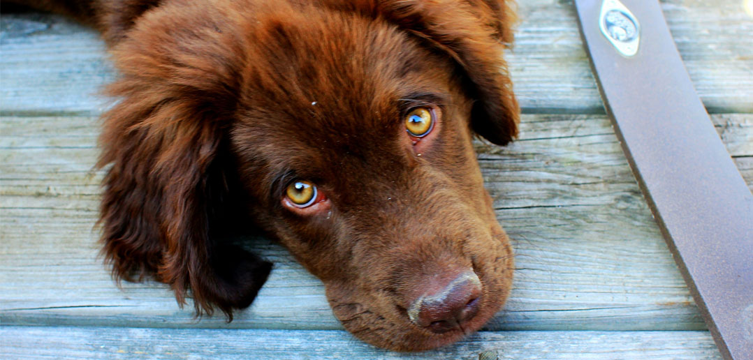 What Does An Irregular Heartbeat Mean In A Dog