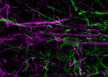 Green: NAc-projecting prefrontal cortex neurons become active during the presentation of a reward-predictive cue, and this activity drives reward-seeking behavior. Purple: PVT-projecting prefrontal cortex neurons inhibited during reward-predictive cue. (Photo credit: The Stuber Lab)