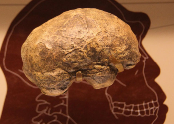 Homo erectus endocast in the Smithsonian Museum of Natural History in Washington, D.C. Under the specifications used, the authors' mathematical model recovered brain sizes matching those of H. erectus. (Photo credit: Tim Evanson)