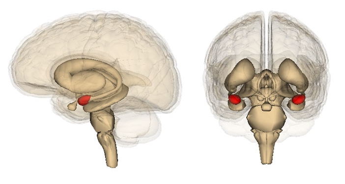 The location of the amygdala in the brain highlighted in red. (Photo credit: Life Science Databases)