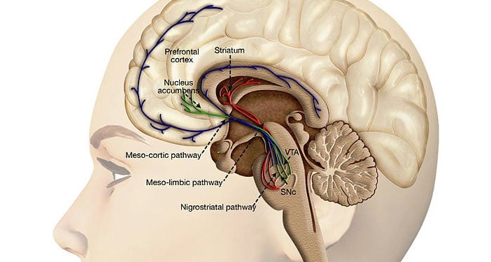 Dopaminergic neurons are located in the midbrain structures substantia nigra (SNc) and the ventral tegmental area (VTA). Their axons project to the striatum (caudate nucleus, putamen and ventral striatum including nucleus accumbens), the dorsal and ventral prefrontal cortex.  (Credit: Oscar Arias-Carrión et al.)