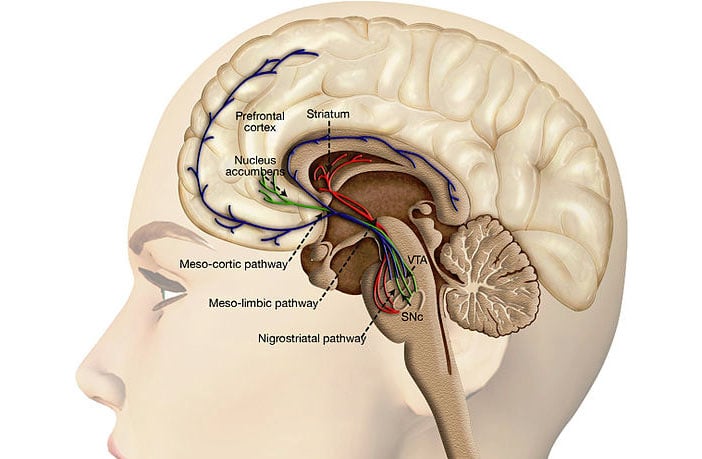 Study links Facebook use to reduced gray matter volume in the nucleus