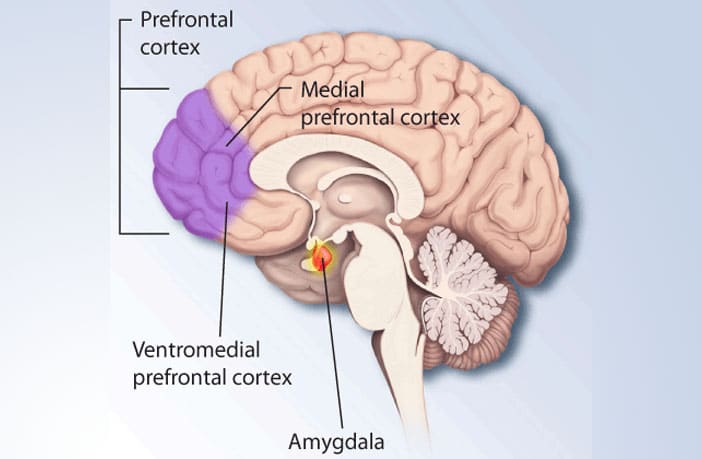 In depressed people, the medial prefrontal cortex exerts more