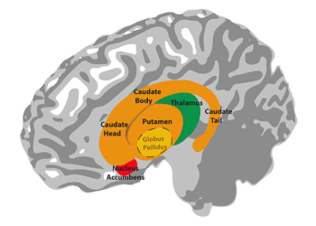 Illustration of the anatomy of the basal ganglia. The globus pallidus lies inside the putamen. The thalamus is located underneath the basal ganglia, in the medial position of the brain. (Photo credit: Lim S-J, Fiez JA and Holt LL)