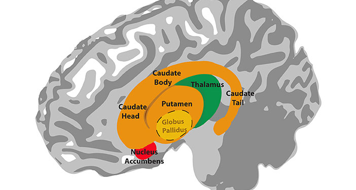 Illustration of the anatomy of the basal ganglia. The globus pallidus lies inside the putamen. The thalamus is located underneath the basal ganglia, in the medial position of the brain. (Photo credit: Lim S-J, Fiez JA and Holt LL)