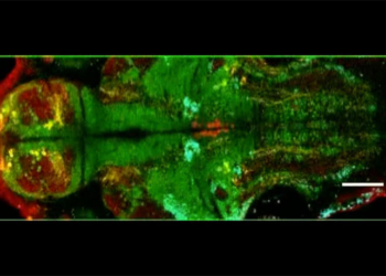 NIH-funded scientists revealed the types of neurons supporting alertness, using a molecular method called MultiMAP in transparent larval zebrafish.