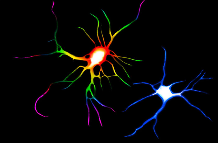 Psychedelic drugs such as LSD and ayahuasca change the structure of nerve cells, causing them to sprout more branches and spines, UC Davis researchers have found. This could help in "rewiring" the brain to treat depression and other disorders. In this false-colored image, the rainbow-colored cell was treated with LSD compared to a control cell in blue. (Photo credit:  Calvin and Joanne Ly)