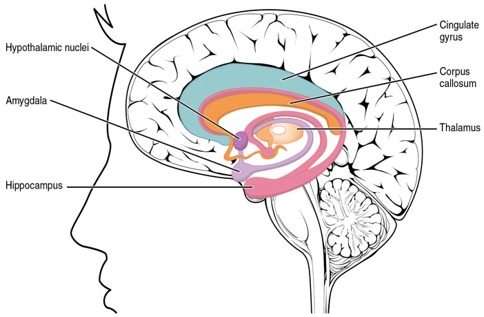 Researchers discover a neural bridge between fear and physical reactions
