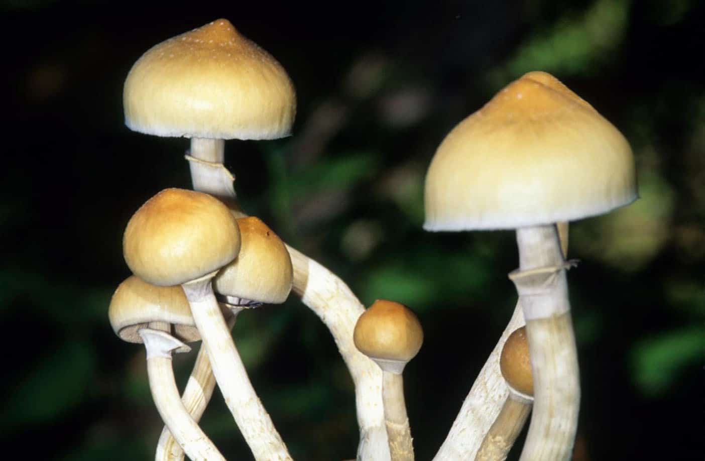 Magic mushrooms online shop